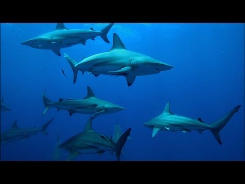 Do Sharks Associate Boats With Food? Instructional Video