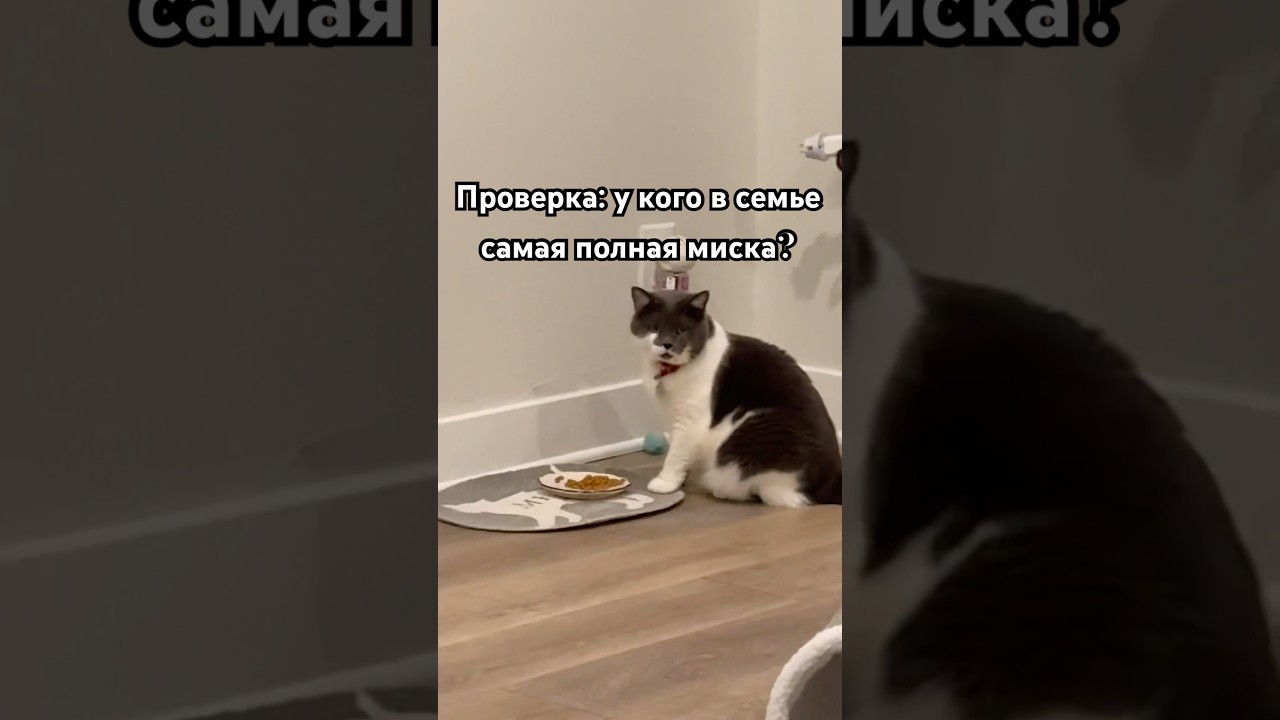 #cutepet #losangeleslife #puppy #веселыекоты #cuteanimal #америка #cat #прикольныекоты