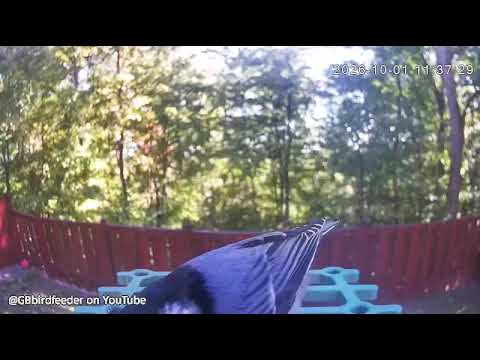 Best Bird Clip 2026/10/01 White breasted Nuthatch