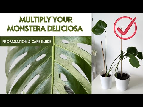 Video: Propagazione di Monstera Deliciosa: come propagare una pianta di formaggio svizzera