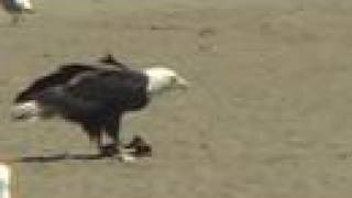 Bald Eagle Eating Plus Juvenile