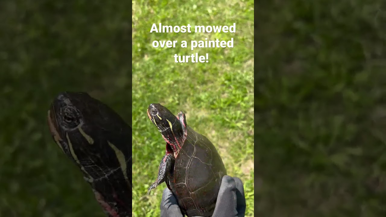 Painted turtle ￼encounter while mowing