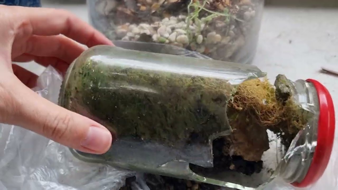 Terrarium RIP 2020-2026
