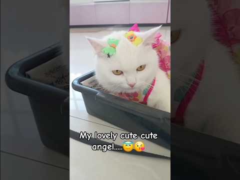 CAT : 😻 #catshort #funny #trendingshorts #catbreed #jimmysdailydrama #kitten #cutecat 😺