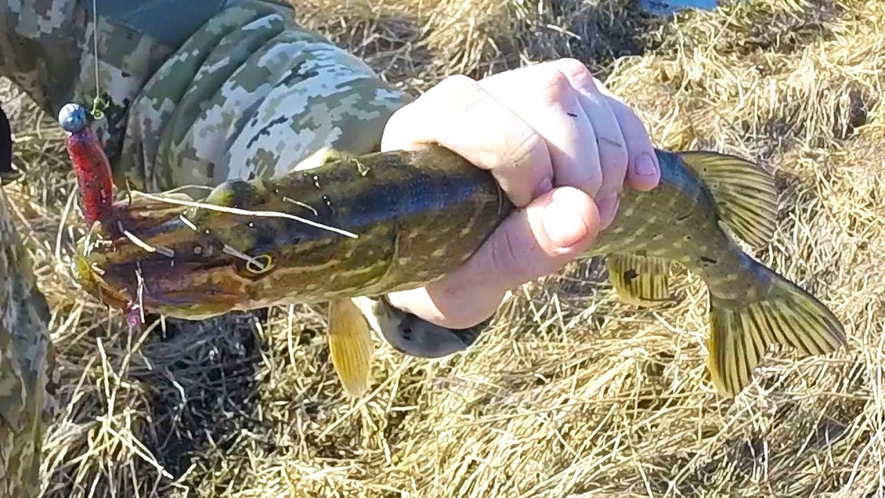 Кино ловля щуки Кино ловля щуки