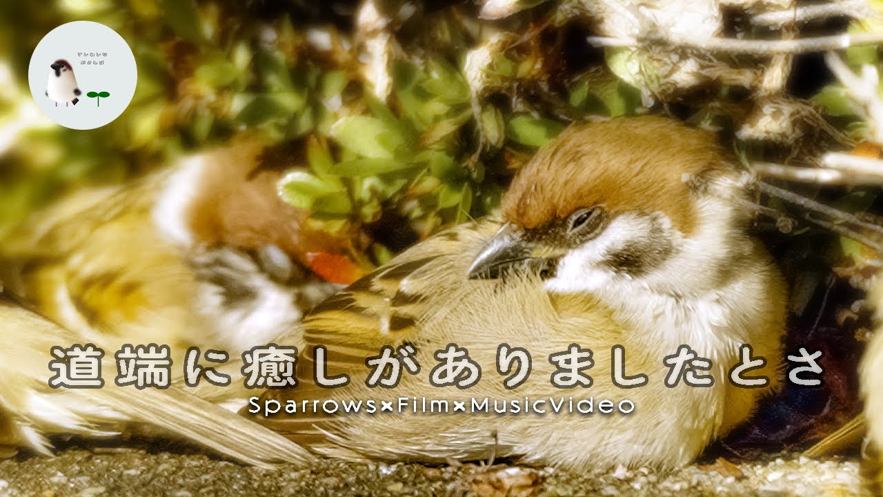 Birds That Steal Your Heart (and Warm It) 💕【4K 60fps】Sparrow Almanac