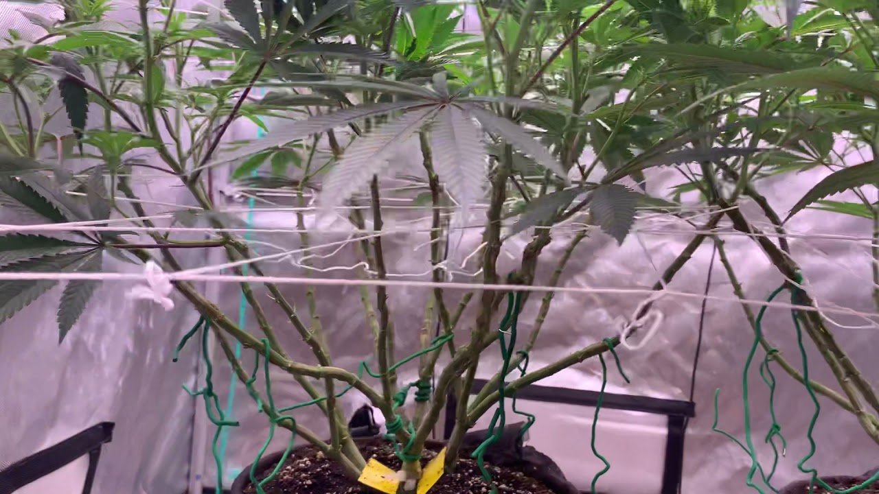 Week 13/14 update: Do-si-dos and Wedding cake