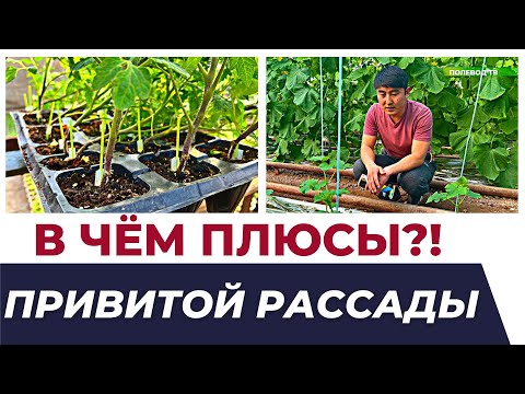 В ЧЁМ ПЛЮСЫ ПРИВИТОЙ РАССАДЫ?! #агробизнес #теплица #рассада #прививка #удобрения #лайфхаки