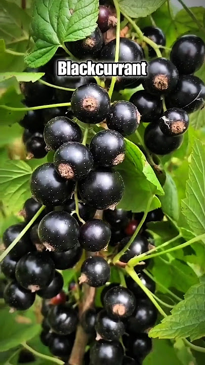 Cobain Blackcurrant Buah Legendaris Dalam Citarasa #buah #blackcurrant #shorts
