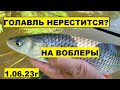 ВОБЛЕРЫ на ГОЛАВЛЯ в июне! Голавль на спиннинг летом! Голавль в июне! Рыбалка на голавля! Голавль 23