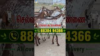 கொடி ஆடுகள் மற்றும் குட்டிகள் விற்பனைக்கு தூத்துக்குடி மாவட்டம்