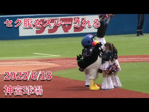 つば九郎、セク腹をスルーされるｗ 2023/6/19