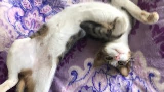 Funny Cat has a crazy weird meow