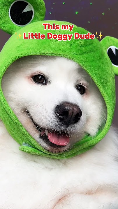 ✨The Doggy Anthem✨#funny #pets #tiktok #puppy #samoyed #cutedog #dogshorts #shiro song:1dude2doodles