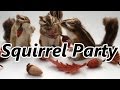 Squirrel Party ,Squirrel Party Time,リスのパーティー,猫ニャーゴ,cat25 net