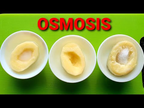 Osmosis and Tonicity-Hypertonic, Hypotonic and Isotonic Solutions-Osmosis with Raw and Boiled Potato