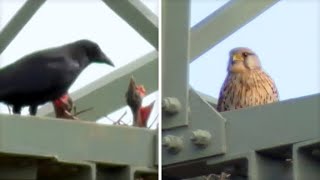 Crows and Kestrels Breed on a Pylon (Part 1)