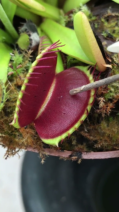 BIG CARNIVOROUS PLANTS SONG 🎶