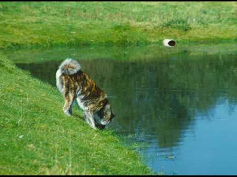 Akita Inu-Symbol fr unerschtterliche Treue - in Anlehnung an den Film "Hachiko" mit Richard Gere