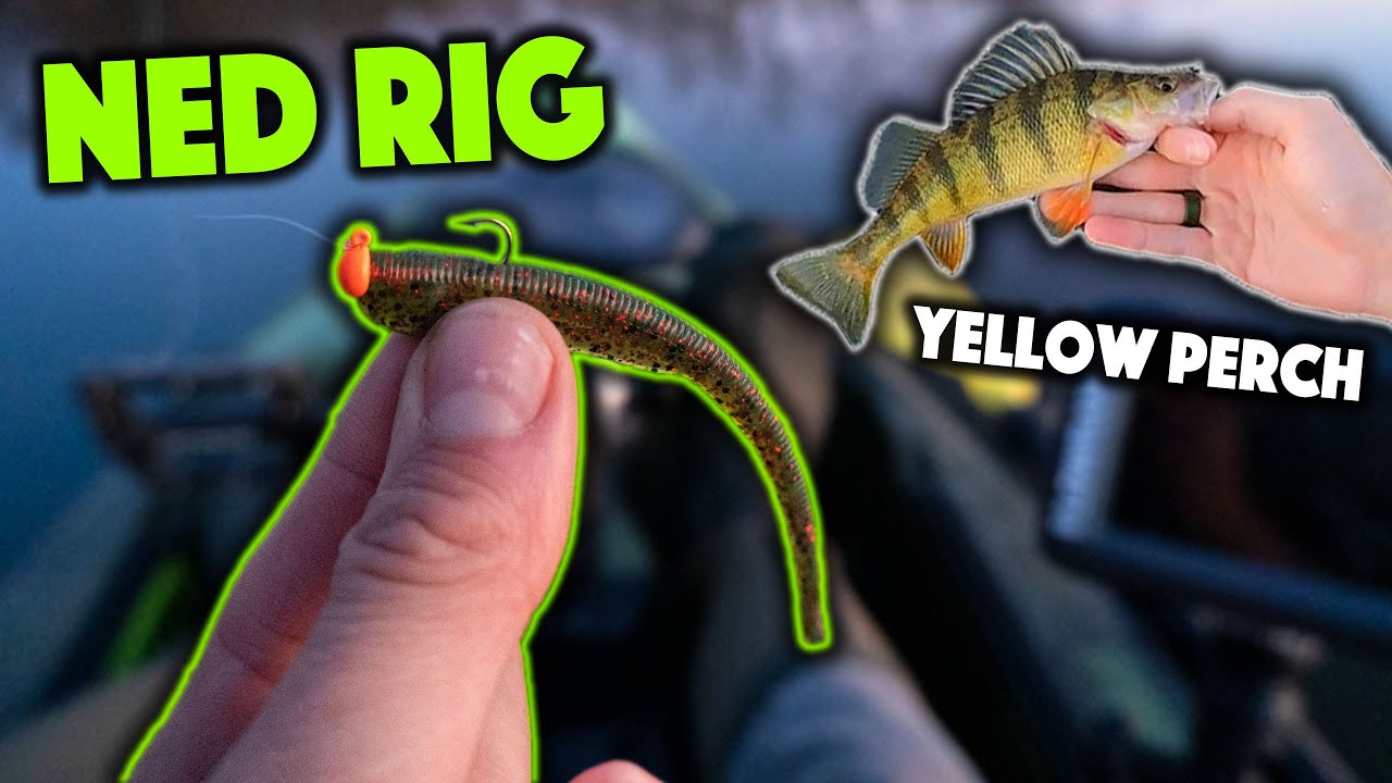 Yellow Perch Liked This NED RIG! 