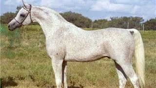 الحصان العربي المصري الأصيل الأسطورة إبن حليمة (نظيرXحليمة) من أجمل الخيول العربية الأصيلة في العالم