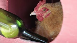 Easter Egg Hunt Contest with Jordan Cabernet | April Fools Day