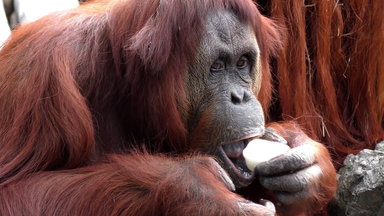  Orangutans Eat  Yogurt UHD 4K FYV YouTube