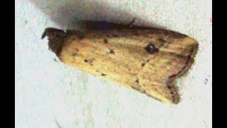 Download Lagu Genus Luceria Moth MP3