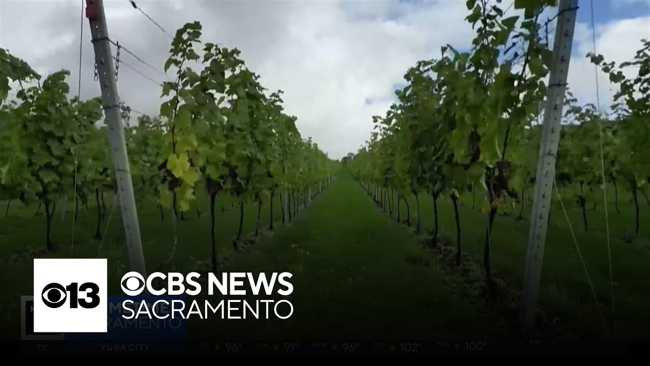 Growing grapes amid climate change | The Answer