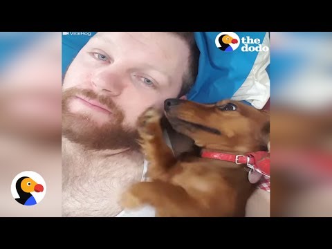 cute pups for sale Adorable Puppy Demands More Pets | The Dodo