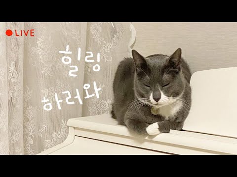 먼봉휴요와 자기 전 힐링🌛 고양이 잠자는 방송 Cats Sleeping Live