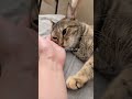 アタシより先に寝床にいる👩‍🦰 #猫 #catのサムネイル