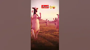 اغنيه عبودي بقر ترقص للاطفال 