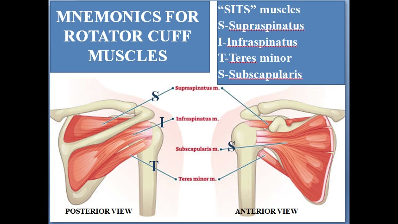 ROTATOR CUFF MUSCLES MNEMONICS