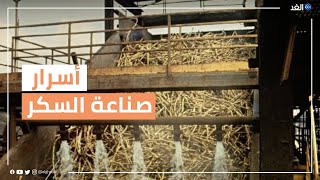 مصر.. كاميرا الغد تصحبكم في جولة للتعرف على مراحل صناعة السكر من القصب