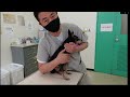 RGU腫瘍科　犬の保定法１（Dr Torisuの方法）