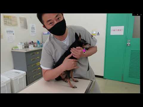 RGU腫瘍科　犬の保定法１（Dr Torisuの方法）