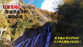 4k 21 11 7 茨城県大子町 袋田の滝の紅葉はこれから見頃に トンネルもライトアップ中 大子来人 ダイゴライト Youtube