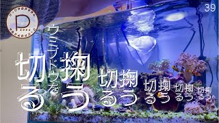 ウミブドウをブッタギル/海水魚水槽/ぴっぴアクアリウム/2024年5月