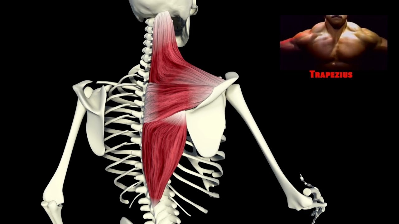 MIKE MENTZER: THE BEGINNER'S GUIDE TO BODYBUILDING 