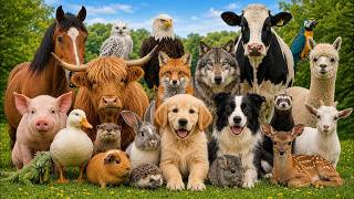 Cute Animal Sound Learn Wild and Farm Animals 🦒🐧🐱  Animal sound for kids