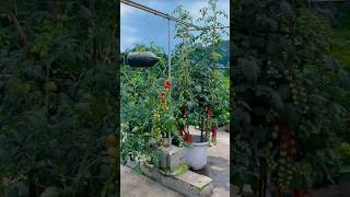 The cherry tomatoes are so red today.Hanging tomato plants#youtubeshorts#greenrooftop#growvegetable#