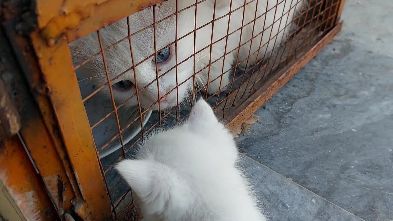 When a Sweet Kitten Approaches a Feral Mother Cat… Disaster Strikes! 💔