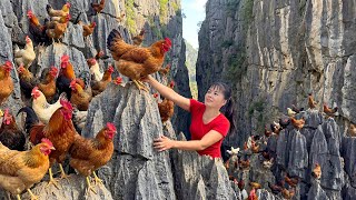 TIMELAPSE -- Harvesting Giant Wild Chickens on a Cliff \u0026 Transporting by 3-Wheeled Truck, Go to Sell