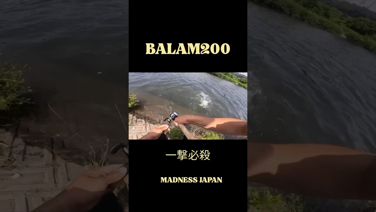 BALAM200絶好調第2弾 #バス釣り #blackbass #バラム200 #balam200