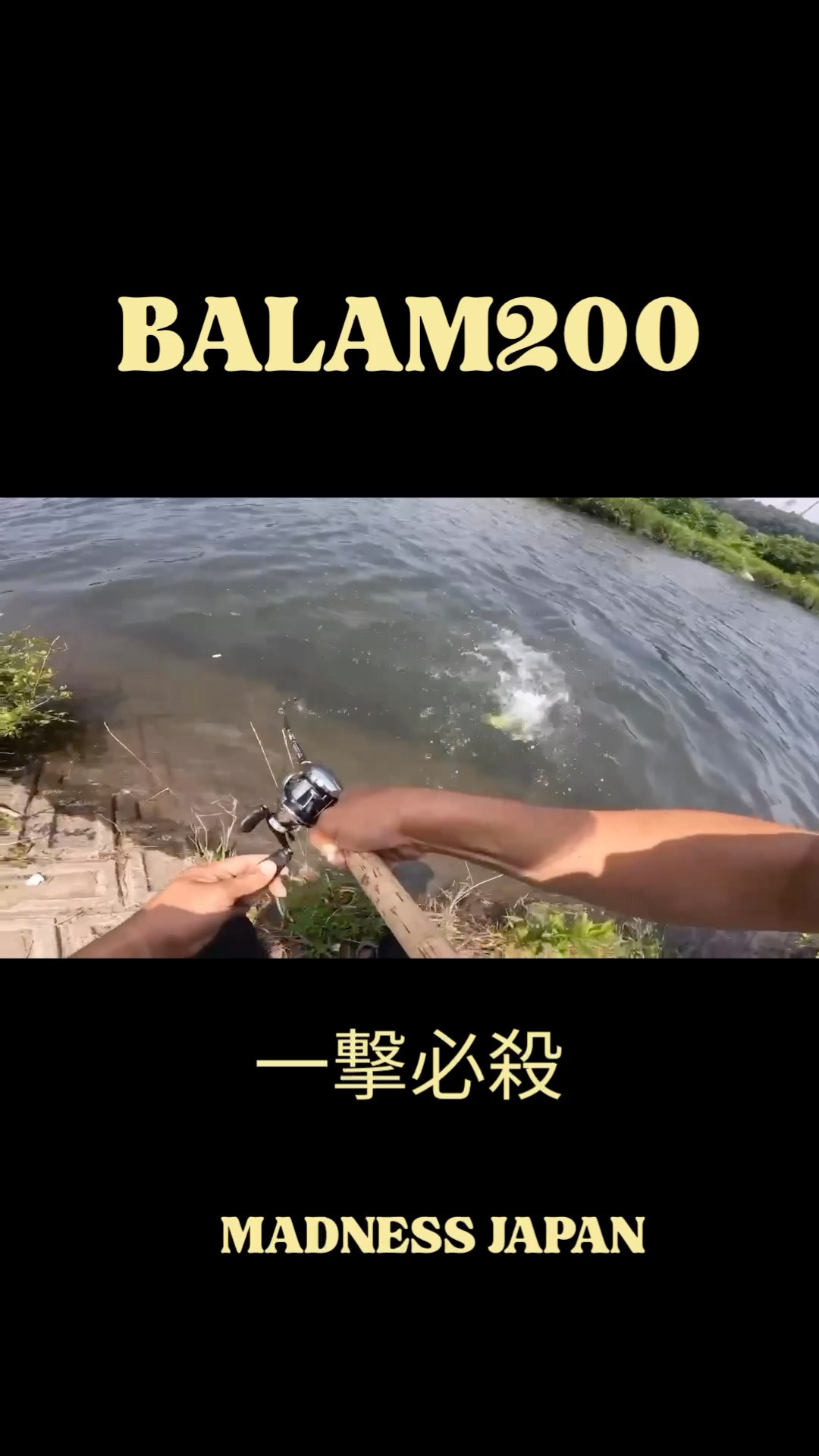 BALAM200絶好調第2弾 #バス釣り #blackbass #バラム200 #balam200
