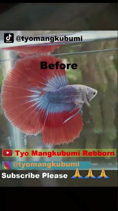 Ikan Cupang Halfmoon Juara Kontes Tercantik Di Dunia Warna Warni Mascot #shorts