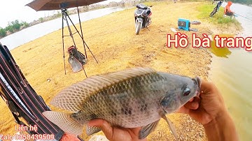 Fishing | Câu Đài | Tập 295 | Câu Rô Phi Xinh Bán Tự Nhiên Hồ Bà Trang | Nghiện Câu TV