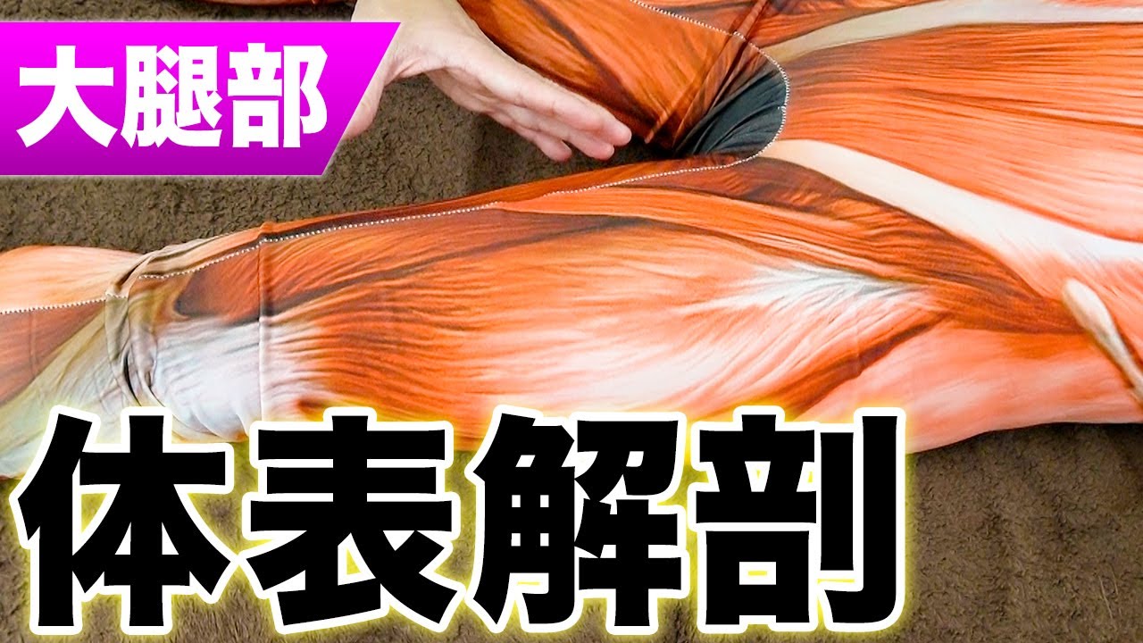 【この1本で全部分かる】大腿部の触診法が全て学べる体表解剖！【※治療家は絶対見て】