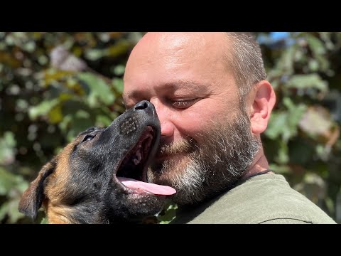 Video: 30 dager til en bedre hund